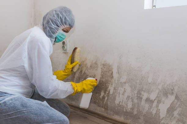 Best Local Mold Removal Service  in Taylorsville, KY