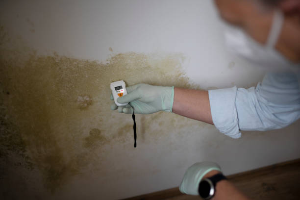 Best Commercial Mold Removal  in Taylorsville, KY