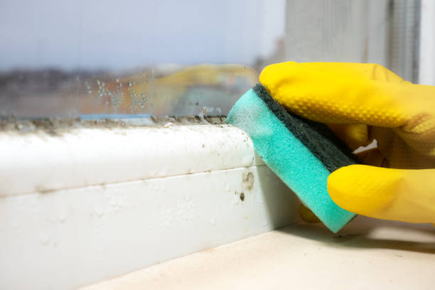 Office Mold Removal Services in Taylorsville, KY