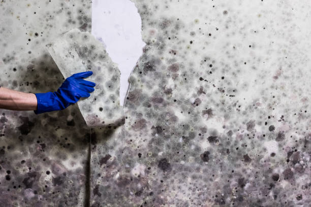 Best Crawl Space Mold Removal  in Taylorsville, KY