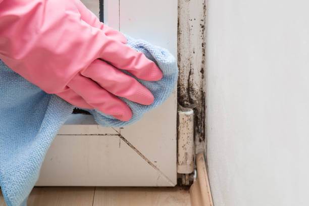 Best Attic Mold Removal  in Taylorsville, KY