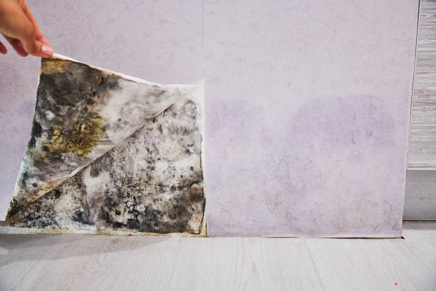 Best Toxic Mold Removal  in Taylorsville, KY